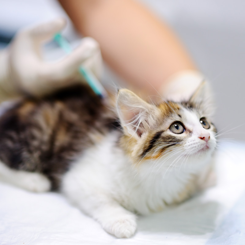 猫予防接種
